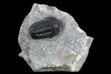 Detailed Gerastos Trilobite Fossil - Morocco #125291-1
